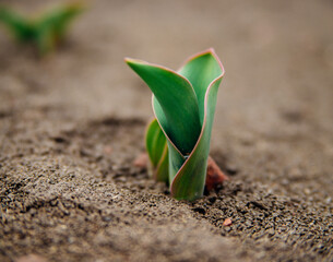 Green sprout of a tulip flower. Gardening. Beauty is in nature.