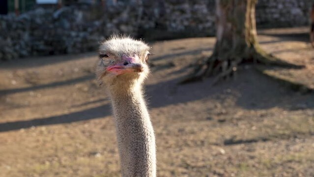 1 a beautiful female ostrich with an injured eye from a fight and a long neck observes the surroundings