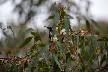 New Holland Honey Eater