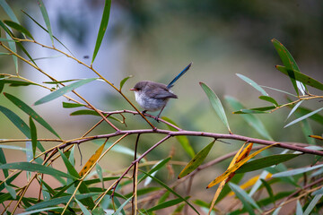 Splendid Blue Wren