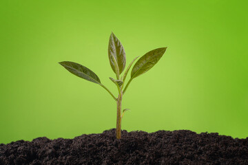 small sprout in the ground on an isolated green background