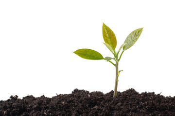 small sprout in the ground on an isolated green background