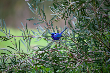 Splendid Blue Wren