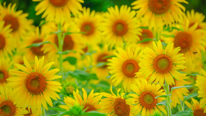 Fototapeta na wymiar field of sunflowers ひまわり