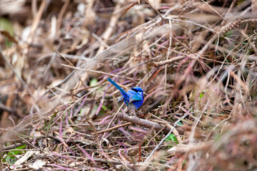 Splendid Blue Wren