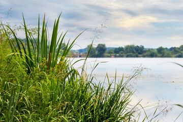 Fototapeta na wymiar Summer landscape with sedge thickets on the river bank