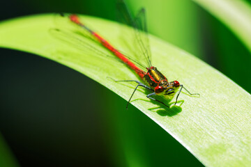 macro of a dragonfly on a leaf