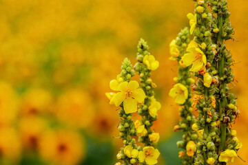 Yellow wildflowers on a blurred background near a sunflower field