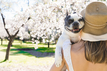 Rear horizontal view of woman hugging her dog in springtime. Horizontal cropped view of unrecognizable woman with french bulldog at park with almond trees outdoors. Animals and people lifestyle.