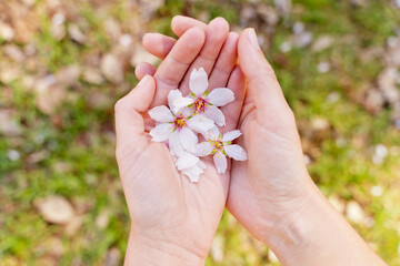 Top view of woman hands holding almond trees flowers in springtime. Horizontal aerial view of unrecognizable woman with white almond tree flowers. Nature and springtime blooming flowers.