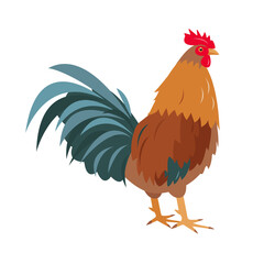 Bright Rooster bird isolated on white background. Farm, domestic or poultry icon. Vector flat or cartoon illustration.
