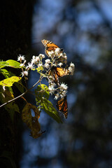 mariposas monarcas3