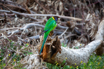 Obraz premium 28 Cockatoo Ring neck Parrot