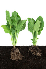 Spinach plants growing in soil with root ball, cross section view with root ball. Immune boosting...