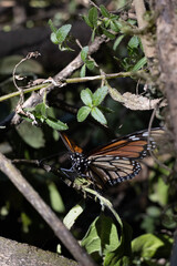 mariposas monarcas18