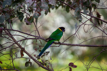 28 Cockatoo Ring neck Parrot