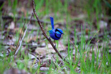 Splendid Blue Wren