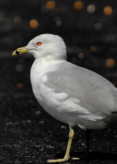 Gull