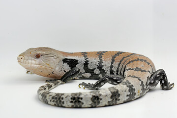 A Blue tongued skink (Tiliqua sp) is starting its daily activities.