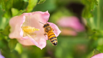 Bee flying next to pink flower with blurry background for copy space.