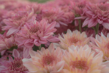 Close up chrysanthemum flowers, orange pastel and pink color. Nature background.