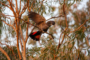 Black Red Tailed Cockatoo