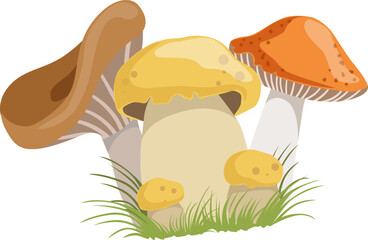 Autumn Mushrooms or Toadstool with Cap and Stem Growing in Green Grass © topvectors