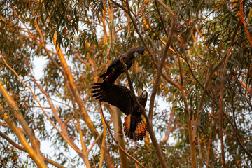 Red Tailed Black Cockatoo