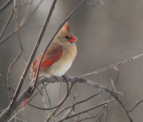 Famel Cardinal