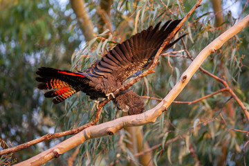 Fototapeta na wymiar Red Tailed Black Cockatoo