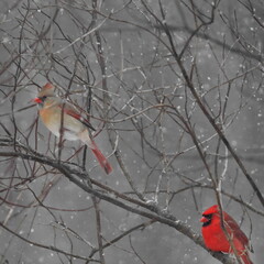 Cardinal