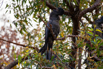 Red Tailed Black Cockatoo