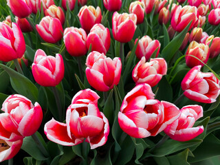 red and white tulips background