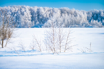 landscape forest frosty in winter