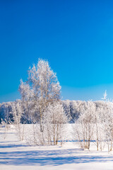 landscape forest frosty in winter
