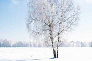 landscape forest frosty in winter