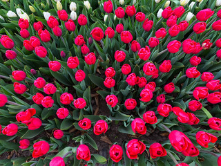 red tulips in the garden wallpaper background