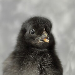 Black Chicks