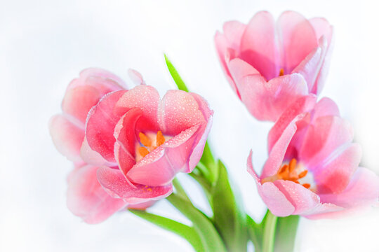 Pink tulips close up. Beautiful bouquet of flowers on a white background.
