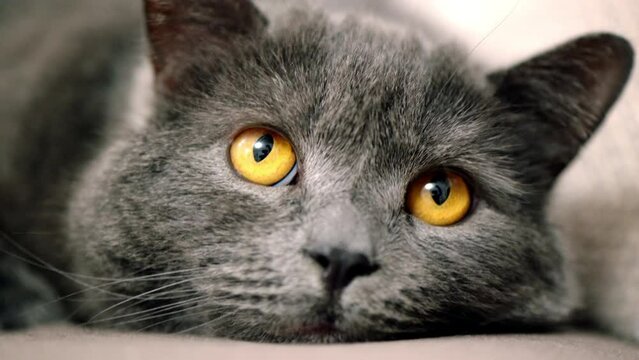 Close up portrait of a  british fold cat with yellow eyes at home