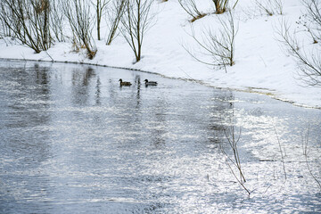 Winter pond. Two ducks swim in dark water. The surface of the water is illuminated by the sun. Winter landscape.