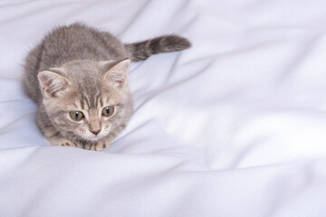 Playful kitten playing on the sofa and peeking. Fluffy pet is gazing curiously. Cute little kitten walking on bed