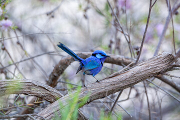 Splendid Blue Wren