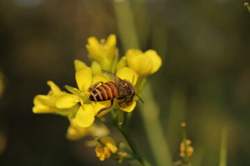 Honeybee on mustard flower close-up.