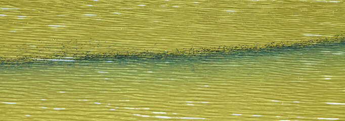 tadpoles abounding in a pond in long row