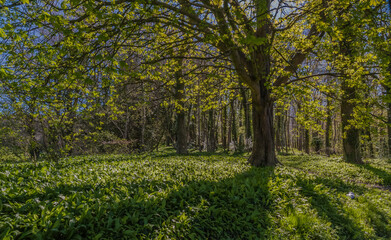 Spring Woodland Flowers