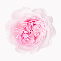 Beautiful pink rose blossom, isolated on white background