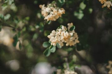 Close up view of yellow flowers in spring