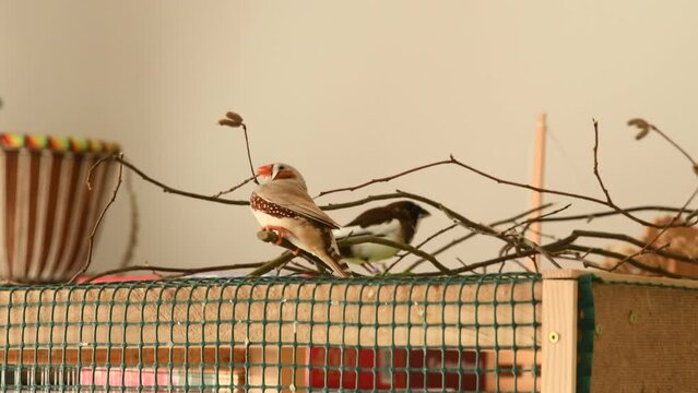 male zebra finch trying to break a twig for nesting material