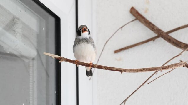 young zebra finch male learning how to sing his song